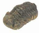 Morocops Trilobite - Almost All Rock Removed #55850-3